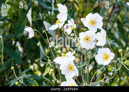 White Japanese Anemone flowers with prominent yellow stamens between unripe seed heads floating on tall stems Stock Photo