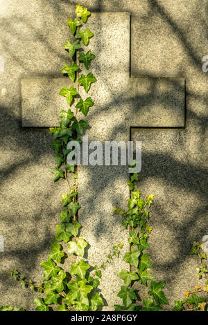 Old tombstone in cemetery on sunny day. Gravestone, object of religion and death theme. Cross with plant Ivy Hedera Helix growing on it. Stock Photo