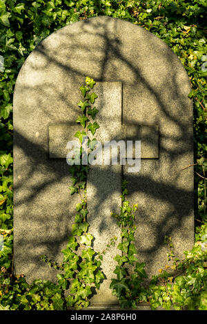 Old tombstone in cemetery on sunny day. Gravestone, object of religion and death theme. Cross with plant Ivy Hedera Helix growing on it. Stock Photo