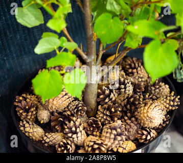 Mulching a young tree with pine cones Stock Photo