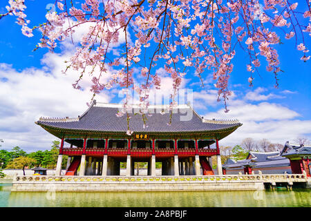 View of the beautiful cherry blossoms next to a lake at the Gyeongbok Palace in spring in Seoul, South Korea. Stock Photo