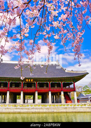 View of the beautiful cherry blossoms next to a lake at the Gyeongbok Palace in spring in Seoul, South Korea. Stock Photo