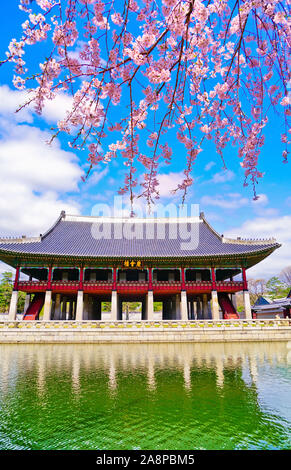 View of the beautiful cherry blossoms next to a lake at the Gyeongbok Palace in spring in Seoul, South Korea. Stock Photo