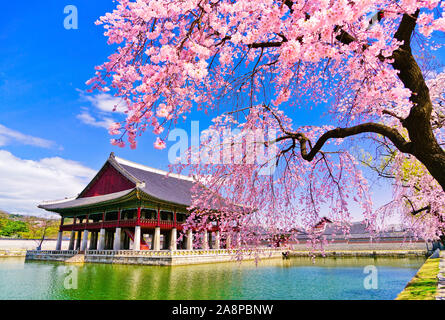 View of the beautiful cherry blossoms next to a lake at the Gyeongbok Palace in spring in Seoul, South Korea. Stock Photo