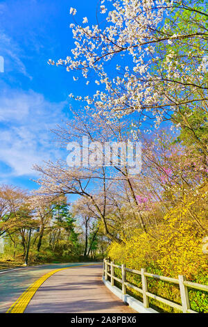 View of the beautiful flowers and cherry blossoms at the Namsan Park in spring in Seoul, South Korea. Stock Photo