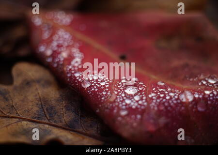 Raindrops on a red leaf. Autumn melancholy and sadness. Macro image Stock Photo