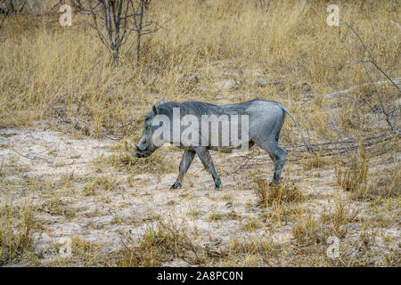 wild warthogs in kruger national park in mpumalanga in south africa Stock Photo