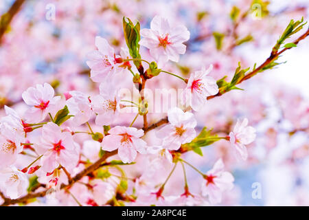 View of the cherry blossoms in spring in Seoul, South Korea. Stock Photo
