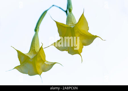Close up of two isolated yellow angels trumpet flowers (Brugmansia) on a white background Stock Photo