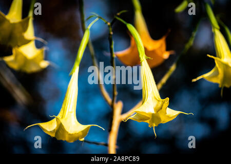 Close up of several yellow angels trumpet flowers (Brugmansia) on a bright sunny day Stock Photo