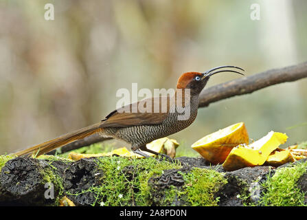 Brown Sicklebill (Epimachus meyeri bloodi) juvenile feeding on bird table in the rain  Kumul Lodge, Mount Hagen, Papua New Guinea             July Stock Photo