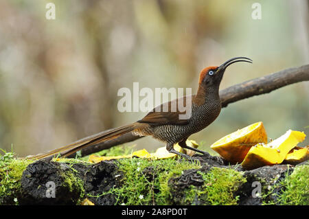 Brown Sicklebill (Epimachus meyeri bloodi) juvenile feeding on bird table in the rain  Kumul Lodge, Mount Hagen, Papua New Guinea             July Stock Photo