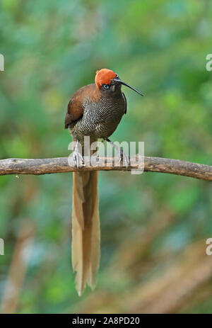 Brown Sicklebill (Epimachus meyeri bloodi) juvenile perched on branch  Kumul Lodge, Mount Hagen, Papua New Guinea             July Stock Photo