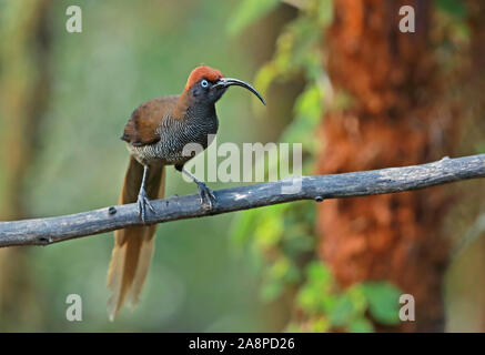 Brown Sicklebill (Epimachus meyeri bloodi) juvenile perched on branch  Kumul Lodge, Mount Hagen, Papua New Guinea             July Stock Photo