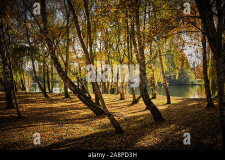 Rows of Autumnal silver birch trees Betula pendula in a wood with the sun shining through and a lake in the background in the autumn fall Stock Photo