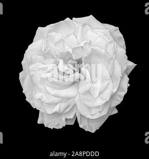 monochrome white rose blossom macro,black background, fine art still life close-up of a single bloom with detailed texture Stock Photo