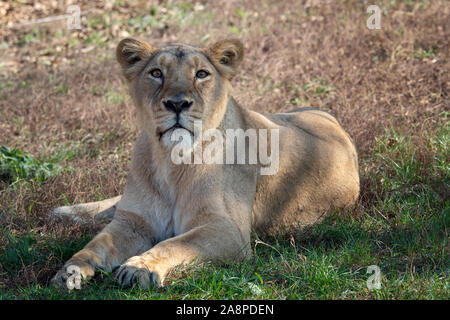 Asiatic lioness (Panthera leo persica). A critically endangered species. Stock Photo