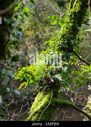 Ferns and moss growing on a tree branch in temperate woodland. Stock Photo