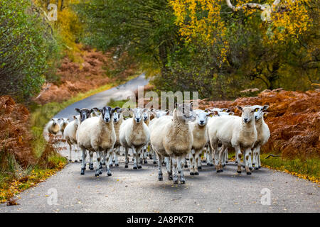 Autumn in Glen Strathfarrar, Scottish Highlands.  A flock of Highland Mule sheep with their grown lambs walking along a single track road in the glen. Stock Photo