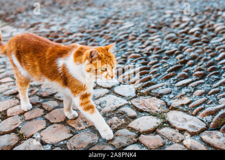 A lonely red cat with big green eyes walks confidently along a stone street