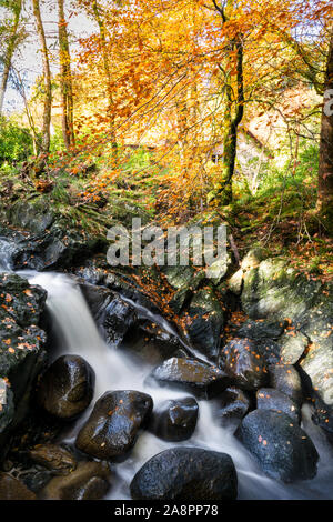 This is a long exposure of a stream in Scottish woodlands in Autumn Stock Photo
