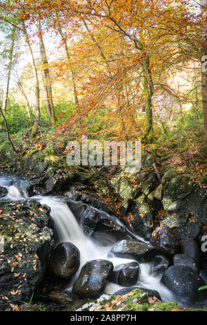 This is a long exposure of a stream in Scottish woodlands in Autumn Stock Photo