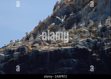 Northern gannet colony (Morus bassanus) on Grassholm island, South Wales. Stock Photo