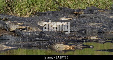 AMERICAN ALLIGATORS (Alligator mississippiensis) Deep Hole, Myakka River State Park, Florida, USA. Stock Photo