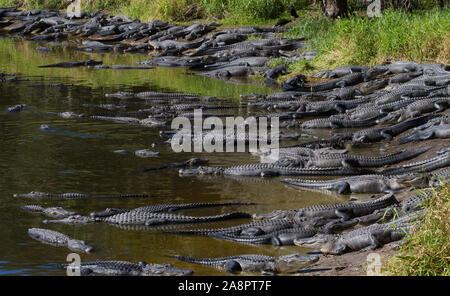 AMERICAN ALLIGATORS (Alligator mississippiensis) Deep Hole, Myakka River State Park, Florida, USA. Stock Photo