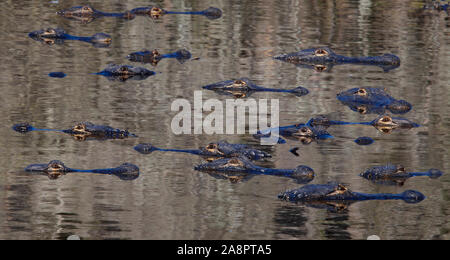 AMERICAN ALLIGATORS  (Alligator mississippiensis) Deep Hole, Myakka River State Park, Florida, USA. Stock Photo