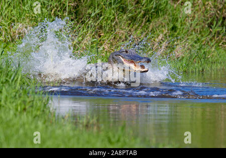 AMERICAN ALLIGATOR  (Alligator mississippiensis) male dominance display, Myakka River State Park, Florida, USA. Stock Photo
