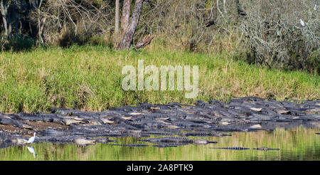 American Alligators (Alligator mississippiensis) basking in the sun, Deep Hole, Myakka River State Park, Florida, USA. Stock Photo