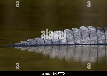 American Alligator (Alligator mississippiensis) tail detail, Myakka River State Park, Florida, USA. Stock Photo