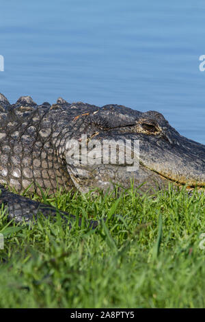 American Alligator (Alligator mississippiensis) Myakka River State Park, Florida, USA. Stock Photo