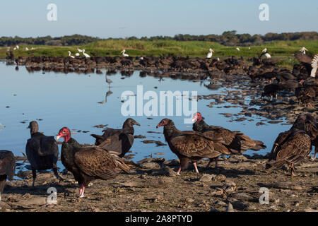 Turkey Vulture (Cathartes aura) and Black vulture (Coragyps atratus) large group feeding on ''fish kill'', 'Deep Hole', Myakka, FL, USA Stock Photo