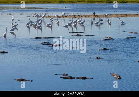 Great Egrets (Ardea alba) and American Alligators (Alligator mississippiensis) 'Deep Hole', Myakka River State Park, Florida, USA. Stock Photo