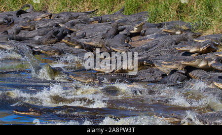 AMERICAN ALLIGATORS (Alligator mississippiensis) Deep Hole, Myakka ...