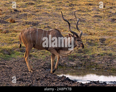 Male greater kudu standing by water hole Stock Photo