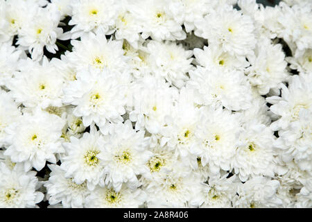 White chrysanthemums close up as background Stock Photo