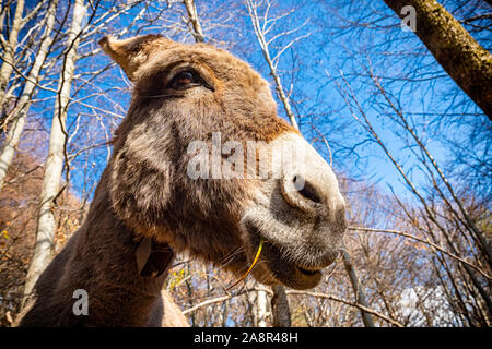 Donkey head close-up taken from below Stock Photo