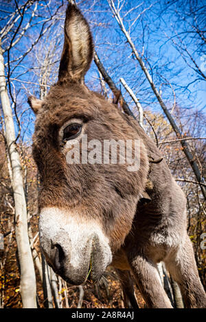 Donkey head close-up taken from below Stock Photo