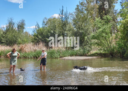 Two women exercising dogs in the Peel River, Tamworth Australia. Stock Photo