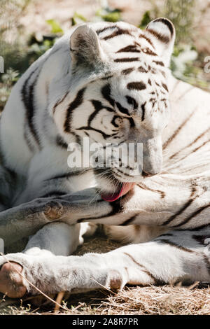 white tiger licking fur while lying on ground Stock Photo