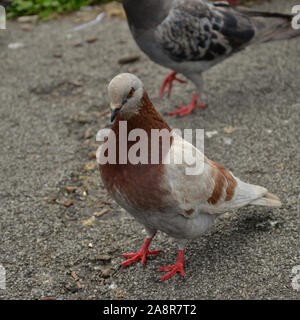 A beautiful feral, urban pigeon standing on tarmac. She has lovely brown, tan and grey feathers and is looking downwards Stock Photo