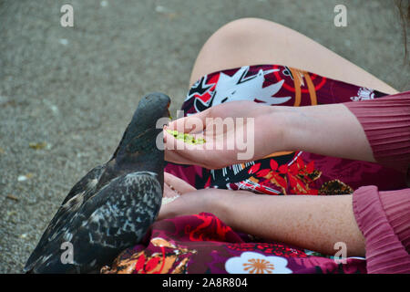 Feral wild pigeon being hand fed by a lady sitting cross legged in a city park Stock Photo
