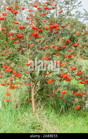 Sorbus aucuparia, Rowan, Mountain Ash, picture showing berries in autumn. Has dark green leaves in summer turning red or yellow in autumn. Stock Photo