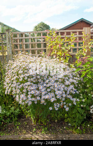 Kalimeris incisa Alba A white flowering shrub of the aster family that is a deciduous herbaceous perennial that is summer flowering and is fully hardy Stock Photo
