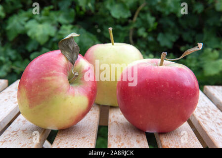 Malus domestica - Red Falstaff apples (sport of Falstaff, developed Norfolk 1983) three displayed on table in October, Autumn. Stock Photo