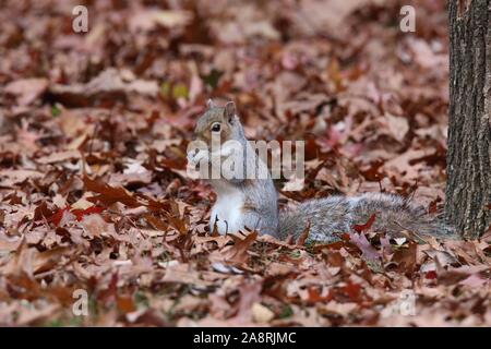 An eastern gray squirrel finding food in Fall Stock Photo