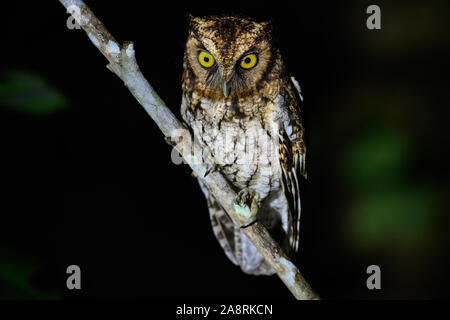 A Black-capped Screech-Owl (Megascops atricapilla) perched on a branch. Bahia, Brazil, South America. Stock Photo